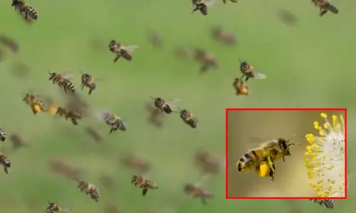 இறுதி சடங்கில் பங்கேற்றபோது தேனீக்கள் கொட்டியதில் ஒருவர் பலி; 4 பேருக்கு தீவிர சிகிச்சை