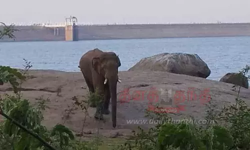 50 தென்னை மரங்களை சேதப்படுத்திய காட்டுயானை