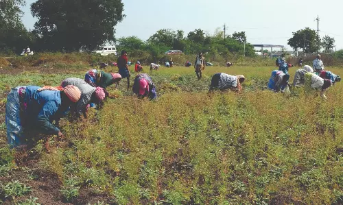 கொண்டைக்கடலை அறுவடை தீவிரம் கொண்டைக்கடலை அறுவடை தீவிரம்