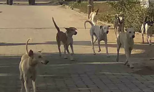 வடபட்டியில் நாய்கள் தொல்லை