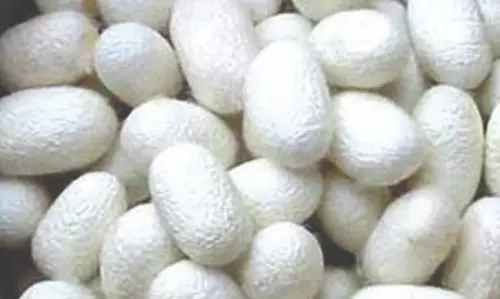 வெண்பட்டு முட்டைத் தொகுதிகளுக்கான விலை 100 சதவீதம் உயர்வு