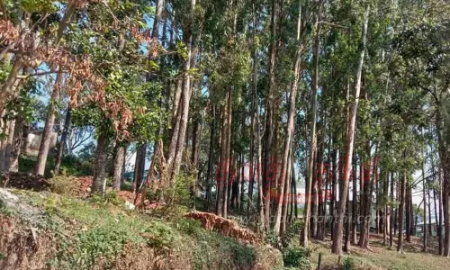 ஆபத்தான மரங்களை வெட்டி அகற்ற வேண்டும்