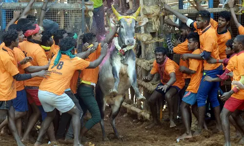 சீறிப்பாய்ந்த காளைகளுடன் மல்லுக்கட்டிய மாடுபிடி வீரர்கள் சீறிப்பாய்ந்த காளைகளுடன் மல்லுக்கட்டிய மாடுபிடி வீரர்கள்