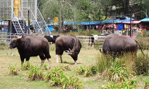 பூங்காவுக்குள் புகுந்த காட்டெருமைகள்