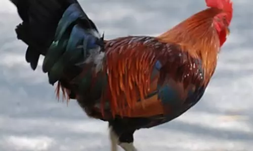 நாட்டுக்கோழி விலை சரிவு; வியாபாரிகள் கவலை