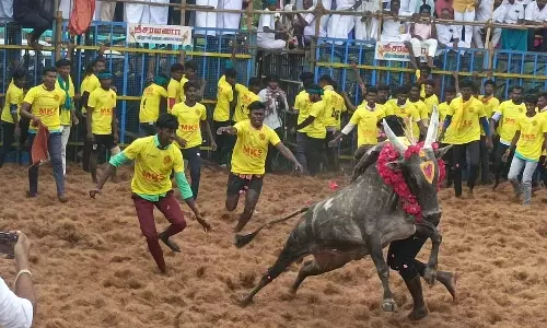 காளைகள் முட்டியதில் 26 பேர் காயம் காளைகள் முட்டியதில் 26 பேர் காயம்
