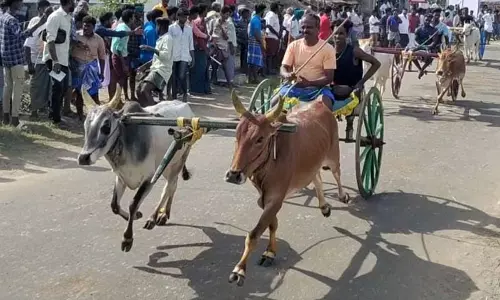 மாட்டு வண்டி பந்தயம் மாட்டு வண்டி பந்தயம்