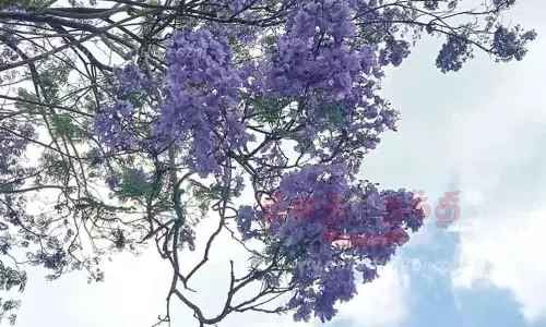 சுற்றுலா பயணிகளை வரவேற்கும் ஜகரண்டா மலர்கள்