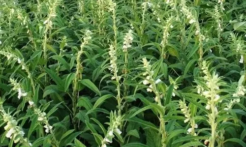 நெல் தரிசில் எள் சாகுபடி செய்து அதிக மகசூல் பெறலாம்