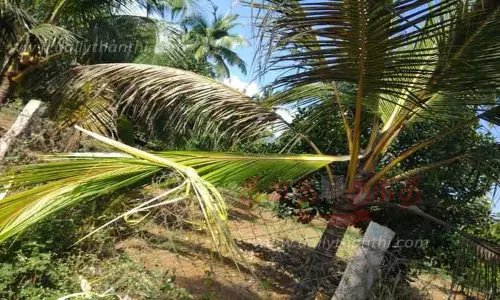 காட்டு யானை அட்டகாசம் காட்டு யானை அட்டகாசம்