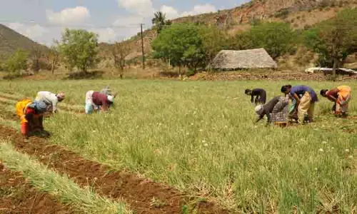 சின்ன வெங்காயம் அறுவடை