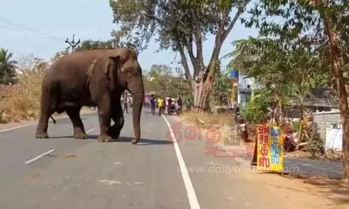 டாப்சிலிப் வனப்பகுதியில் விடப்பட்ட மக்னா யானை குடியிருப்புக்குள் புகுந்தது