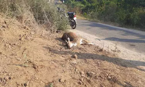 வாகனம் மோதி மான் சாவு