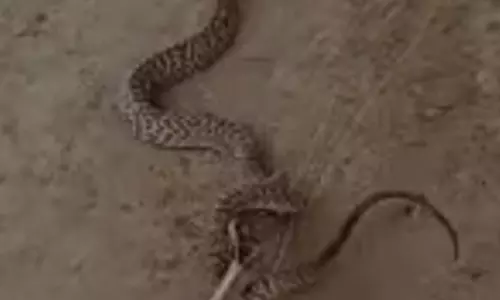 வீட்டிற்குள் புகுந்த பாம்பு