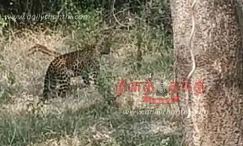 பண்ணாரி சோதனை சாவடியில் கார் மீது பாய்ந்து சென்ற சிறுத்தை; சமூக வலைதளங்களில் வைரலாகும் காட்சி