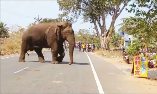 வனப்பகுதியில் விடப்பட்ட மக்னா யானை குடியிருப்புக்குள் புகுந்தது