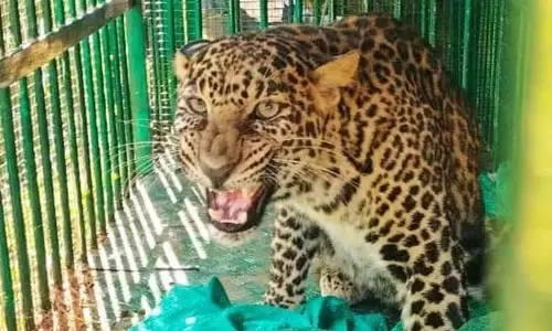 பெங்களூரு அருகே  சிறுத்தை, இரும்பு கூண்டில் சிக்கியது