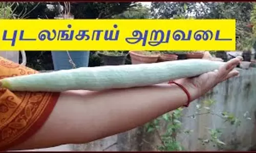 புடலங்காய் அறுவடை பணி தீவிரம்