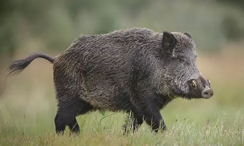 வனவிலங்குகள் பட்டியலில் இருந்து காட்டுப்பன்றி நீக்கப்படுமா? விவசாயிகள் எதிர்பார்ப்பு