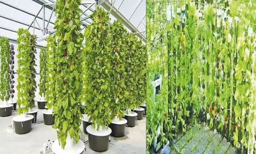 மண்ணில்லா சாகுபடி- செங்குத்து தோட்டம்