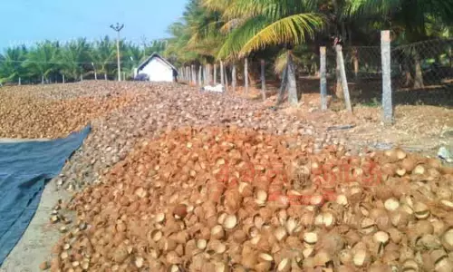 தேங்காய் சிரட்டை விலை வீழ்ச்சி