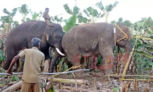 கோவையை கலங்கடித்த மக்னா யானை சிக்கியது