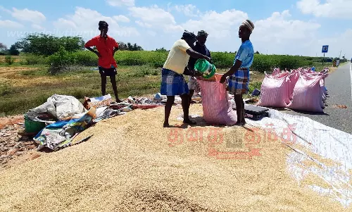 இந்த ஆண்டு நெல்லுக்கு விலை அதிகரிப்பு