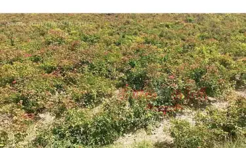 பூத்துக்குலுங்கும் ரோஜா பூக்கள் பூத்துக்குலுங்கும் ரோஜா பூக்கள்