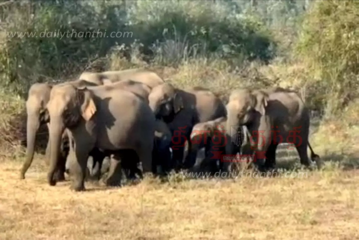 பயிர்களை சேதப்படுத்திய யானைகள் பயிர்களை சேதப்படுத்திய யானைகள்