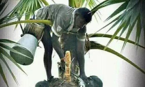 பனை மரத்தில் பதநீர் இறக்கும் பணி தொடங்கியது பனை மரத்தில் பதநீர் இறக்கும் பணி தொடங்கியது