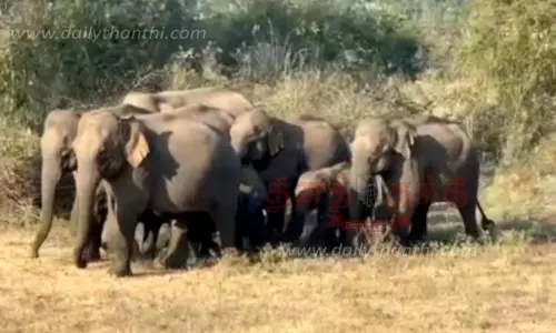 பயிர்களை சேதப்படுத்திய யானைகள்