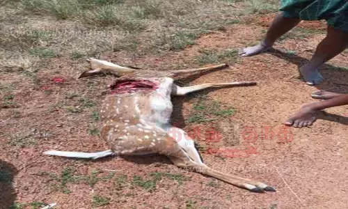 வாகனம் மோதி புள்ளிமான் சாவு வாகனம் மோதி புள்ளிமான் சாவு