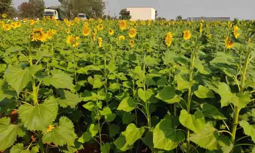 1,511 எக்டேரில் பூத்துக்குலுக்கும் சூரியகாந்தி பூக்கள்; உரிய விலை கிடைக்குமா?