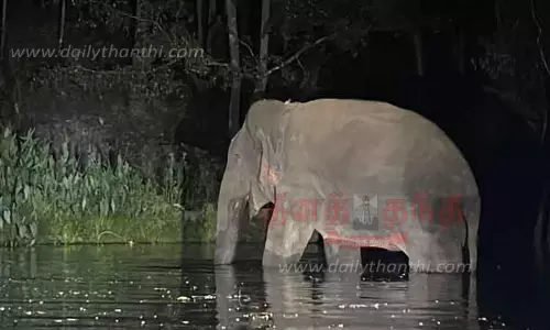 கோவையில் பிடிபட்ட மக்னா யானை வால்பாறை வனப்பகுதியில் விடப்பட்டது