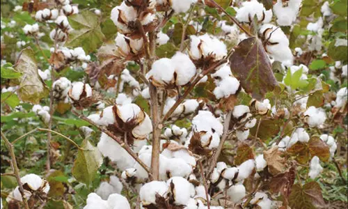 பருத்திக்கு உரிய விலை கிடைக்குமா?