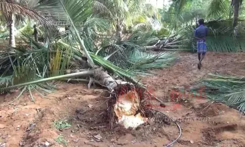 தோட்டத்தில் காட்டு யானைகள் அட்டகாசம்