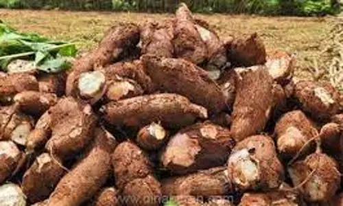 மரவள்ளிக்கிழங்கு விலை உயர்வு