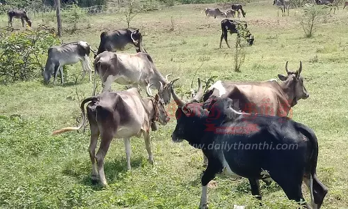 நாட்டு பசு இனங்கள் அழிவில் இருந்து மீட்கப்படுமா?- கால்நடை ஆர்வலர்கள்