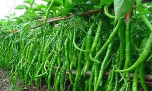 இலைப்பேன் தாக்குதலை கட்டுப்படுத்தும் வழிமுறைகள்