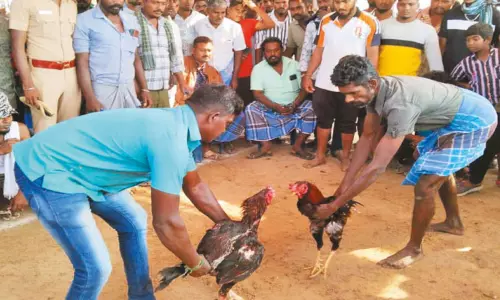 திருவள்ளூர் மாவட்டத்தில்  ஐகோர்ட்டு சிறப்பு அனுமதியுடன் சேவல் சண்டை