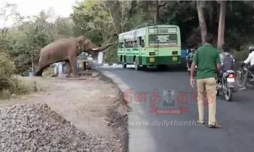 காட்டு யானை உலா வந்ததால் பரபரப்பு
