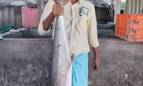 15 கிலோ எடை கொண்ட வஞ்சர மீன் 15 கிலோ எடை கொண்ட வஞ்சர மீன்