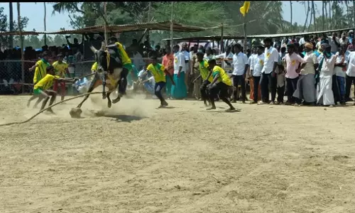 வடமாடு ஜல்லிக்கட்டு; 9 பேர் காயம் வடமாடு ஜல்லிக்கட்டு; 9 பேர் காயம்