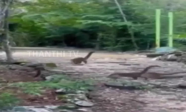 காட்டுக்குள் குட்டி டைனோசர்களா..? இணையத்தை அதிர வைத்த வீடியோ.! காட்டுக்குள் குட்டி டைனோசர்களா..? இணையத்தை அதிர வைத்த வீடியோ.!