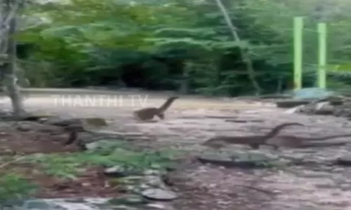 காட்டுக்குள் குட்டி டைனோசர்களா..? இணையத்தை அதிர வைத்த வீடியோ.! காட்டுக்குள் குட்டி டைனோசர்களா..? இணையத்தை அதிர வைத்த வீடியோ.!