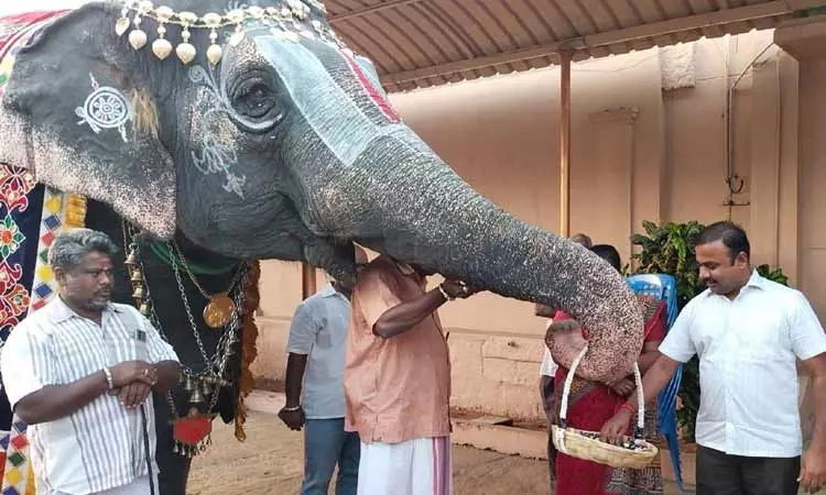 சாக்லெட் கொடுத்து மகிழ்ந்த ஸ்ரீரங்கம் கோவில் யானை ஆண்டாள் சாக்லெட் கொடுத்து மகிழ்ந்த ஸ்ரீரங்கம் கோவில் யானை ஆண்டாள்