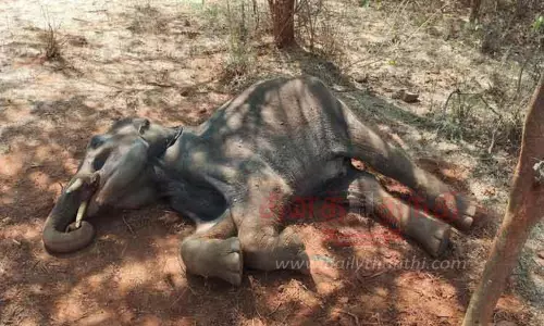இறந்து கிடந்த காட்டு யானை