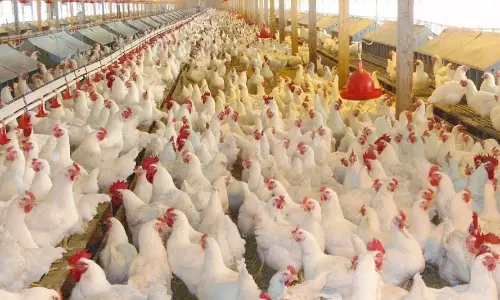 கறிக்கோழி கிலோவுக்கு ரூ.5 குறைந்தது