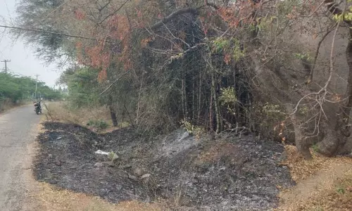 மூங்கில் மரங்கள் எரிந்து நாசம் மூங்கில் மரங்கள் எரிந்து நாசம்