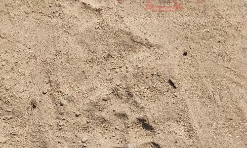 சிவகிரி அருகே பரபரப்பு; நாயை கவ்விச்சென்ற மர்ம விலங்கு-